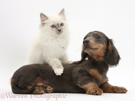 Blue-point kitten and blue-and-tan Dachshund pup