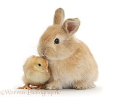 Cute sandy bunny and yellow bantam chick