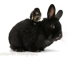 Black rabbit and black Bantam chick