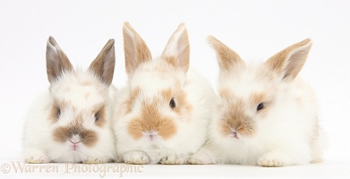 Three cute baby rabbits