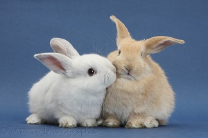 White rabbit and Sandy rabbit on blue background