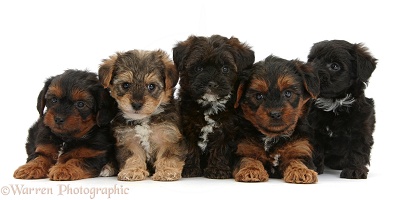 Five Yorkipoo pups, 6 weeks old