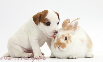 Jack Russell Terrier puppy, 4 weeks old, and young rabbit