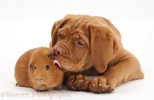 Dogue de Bordeaux pup and Guinea pig