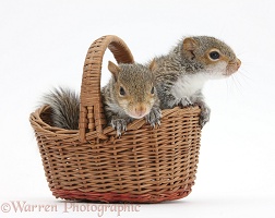 Young Grey Squirrels in a wicker basket