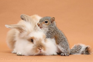 Young fluffy rabbit and Grey Squirrel on brown background