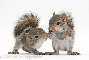 Young Grey Squirrels