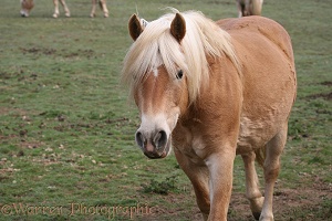 Palomino pony