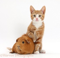 Ginger kitten and Guinea pig
