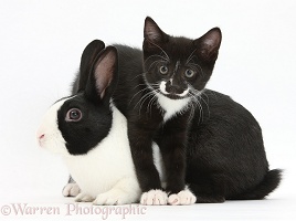 Black-and-white kitten with Dutch rabbit