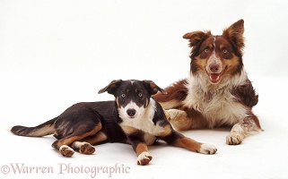 Red and blue Border Collies