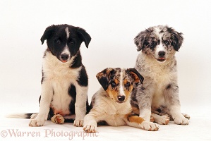 Three assorted Border Collie pups