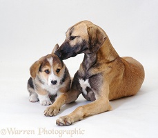 Lurcher and Corgi pup