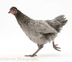 Silver grey chicken running