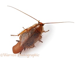 Tawny cockroach