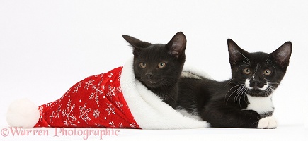 Black and black-and-white kittens in a Santa hat
