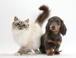 Birman cat and blue-and-tan Dachshund pup