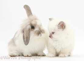 Young windmill-eared rabbit and matching kitten