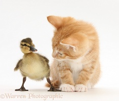 Ginger kitten and Mallard duckling