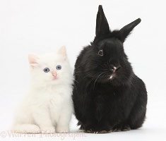 White kitten and black rabbit