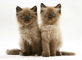 Chocolate Birman-cross kittens