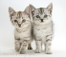Sepia tabby and silver tabby Bengal-cross kittens