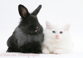 White Maine Coon kitten, 8 weeks old, with black rabbit