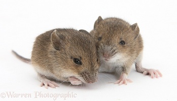 Baby yellow-necked mice