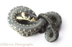 Baby grass snake shamming dead