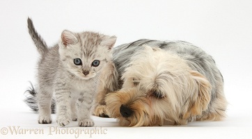 Yorkie and tabby kitten