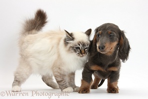 Birman cat and blue-and-tan Dachshund pup