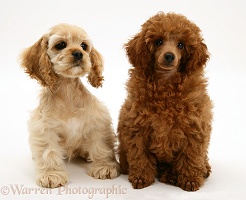 American Cocker Spaniel pup and Toy Poodle pup