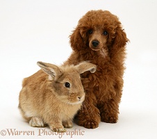 Red Toy Poodle pup with a rabbit