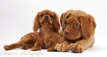 Dogue de Bordeaux pup and ruby Cavalier