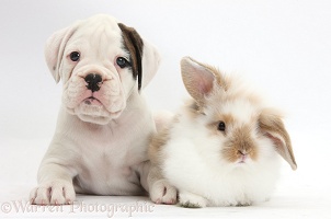 Boxer puppy and young fluffy rabbit