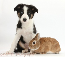 Odd-eyed Tricolour Border Collie pup and rabbit