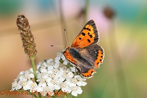 Small Copper Butterfly on Yarrow flower