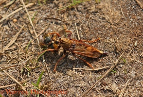 Hornet robber fly with prey