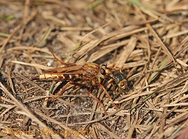 Hornet robber fly with prey