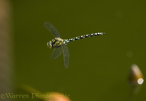 Southern Hawker Dragonfly male