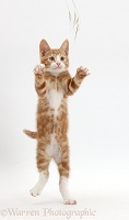 Ginger kitten standing up with raised paws