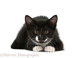 Black-and-white kitten staring intently
