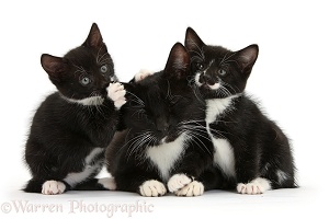 Black-and-white mother cat and kittens