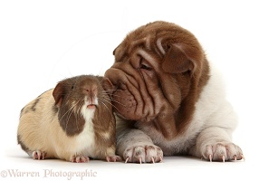 Shar Pei pup and Guinea pig