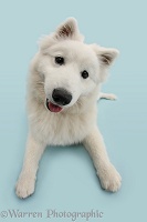 White Japanese Spitz dog
