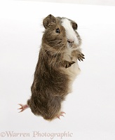 Guinea pig 'leaping'