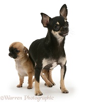 Black-and-tan Chihuahua bitch with pup