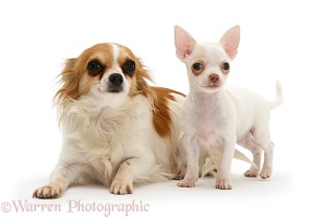 Chihuahua mother and puppy