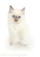 Blue-point kitten standing on hind legs