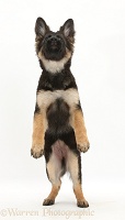 Alsatian pup standing on hind legs